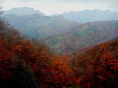 Bosque infinito