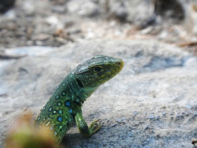 Lagarto ocelado