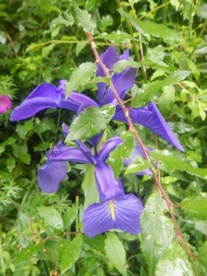Primavera